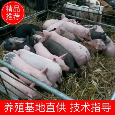 【仔猪】三元仔猪，黑猪/品种齐全，价格便宜，全国配送。