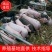 【仔猪】三元仔猪，黑猪/品种齐全，价格便宜，全国配送。