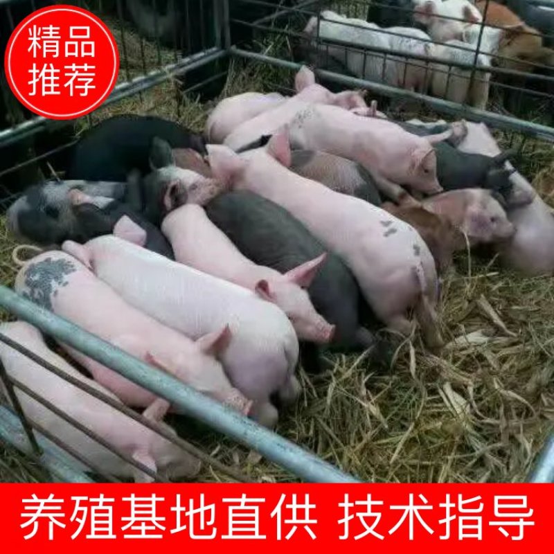 【仔猪】三元仔猪，黑猪/品种齐全，价格便宜，全国配送。