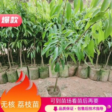 荔枝苗无核荔枝苗可视频看苗品质保证假一罚十