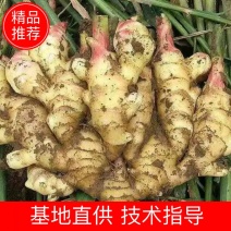 山东大黄姜生姜电商货，团购，商超批发烂坏包陪支持一件代发
