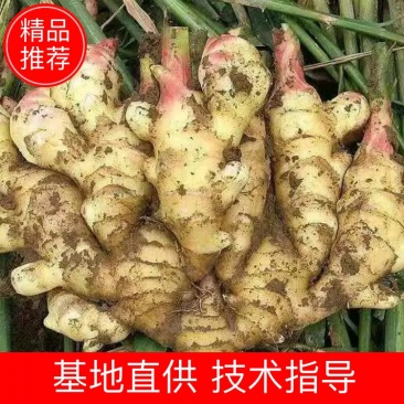 山东大黄姜生姜电商货，团购，商超批发烂坏包陪支持一件代发