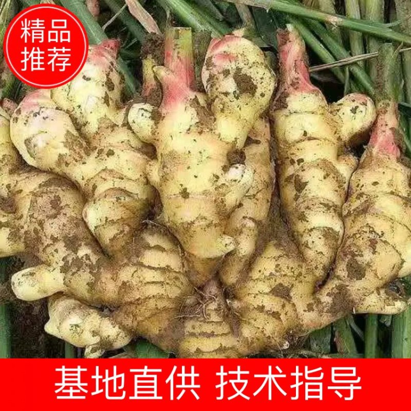 山东大黄姜生姜电商货，团购，商超批发烂坏包陪支持一件代发