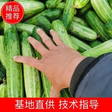 重庆黄瓜，自产自销，，精品黄瓜打包，颜色条型顺直，油亮