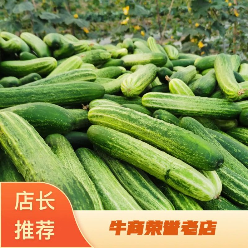 重庆黄瓜，自产自销，，精品黄瓜打包，颜色条型顺直，油亮