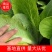 精品安徽小白菜奶白菜/基地直供/对接市场批发/全国发货