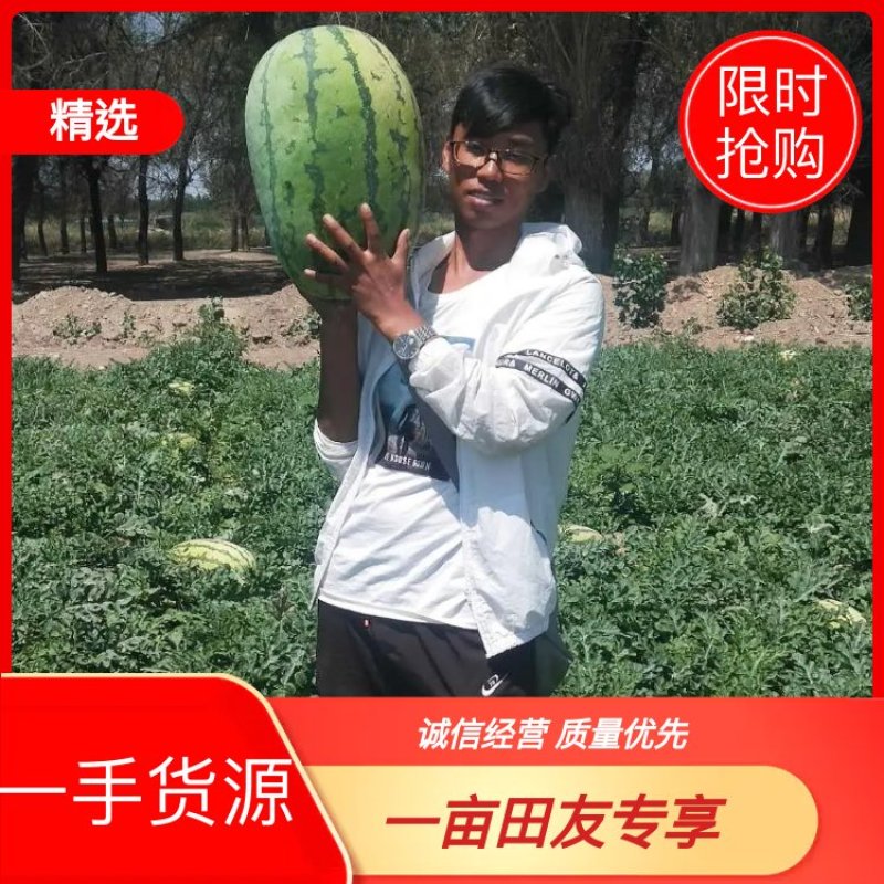 新疆西瓜吐鲁番哈密昌吉产地直供