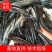 大口鲶鱼苗及各种鱼苗，成活率高，长势快，基地直供，包技术