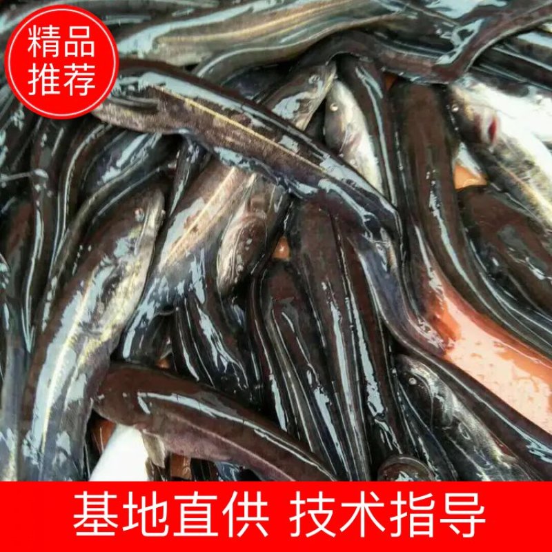 大口鲶鱼苗及各种鱼苗，成活率高，长势快，基地直供，包技术