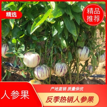 【热销】反季人参果（圆果）大量有货产地直销质保价优