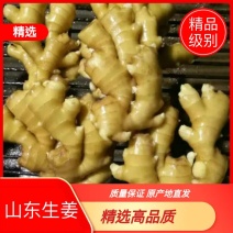 生姜山东生姜大黄姜新姜一手货源，随到随装