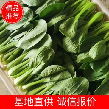 山东曹县精品上海青，小油菜，大量上市，常年供应，不断货