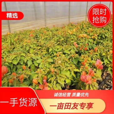 三角梅小苗基地批发，喜欢的老板下方留言谢谢老扳们