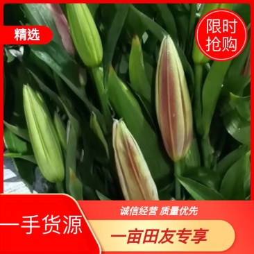 云南昆明《百合鲜切花》基地批发价格便宜各种品种颜色齐全
