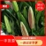 云南昆明《百合鲜切花》基地批发价格便宜各种品种颜色齐全