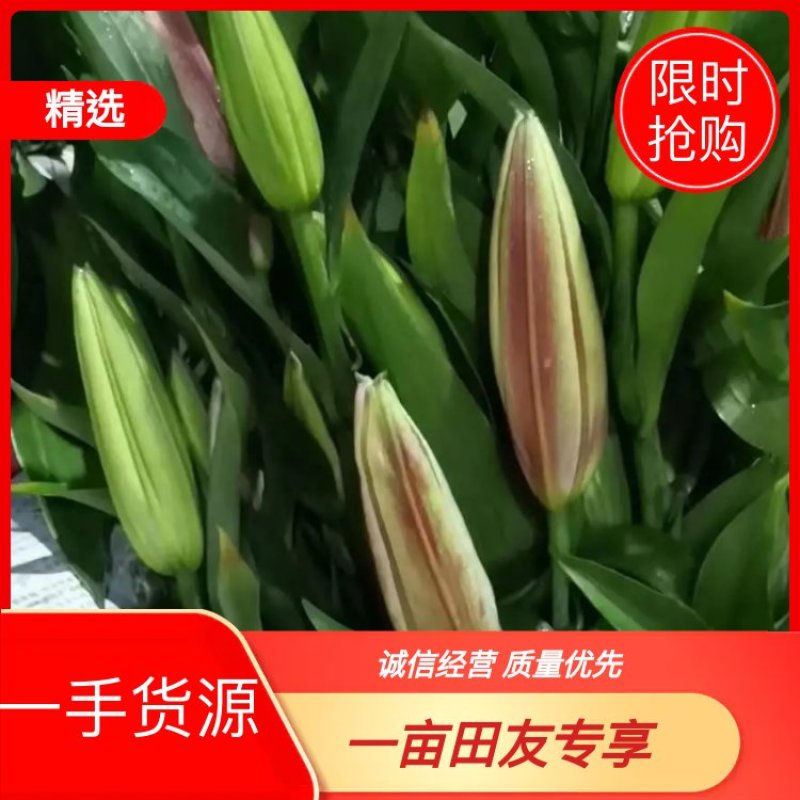 云南昆明《百合鲜切花》基地批发价格便宜各种品种颜色齐全
