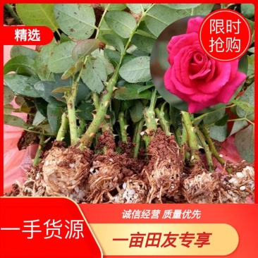 云南昆明直供《四季玫瑰苗》60mm至220mm规格齐全