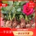 云南昆明直供《四季玫瑰苗》60mm至220mm规格齐全