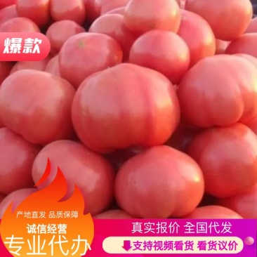 【商超品质】西红柿硬粉弧三以上产地直发长期供应