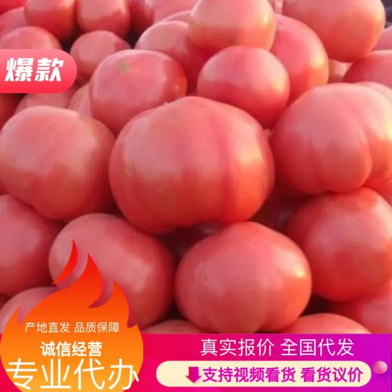 【商超品质】西红柿硬粉弧三以上产地直发长期供应