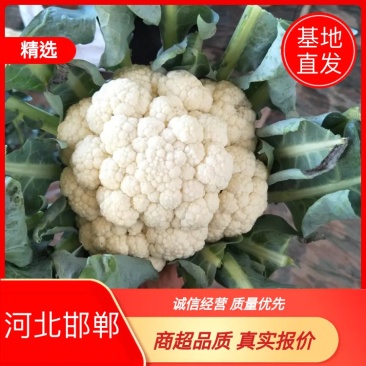 【热卖中】青梗白面散花基地直供专业代办代发代储存