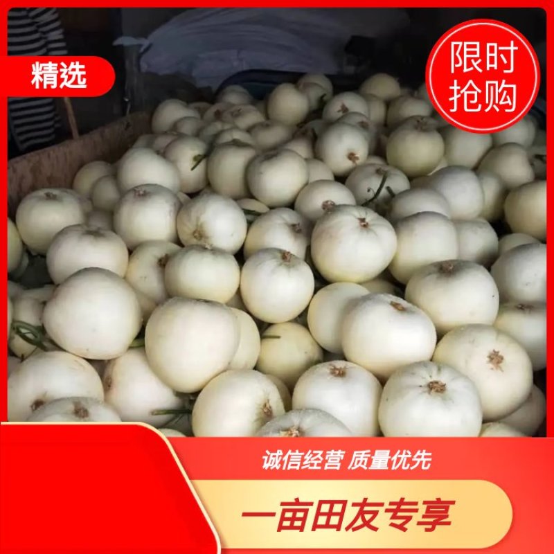 白沙蜜白瓜，各种白甜瓜大量上市中，保熟保甜