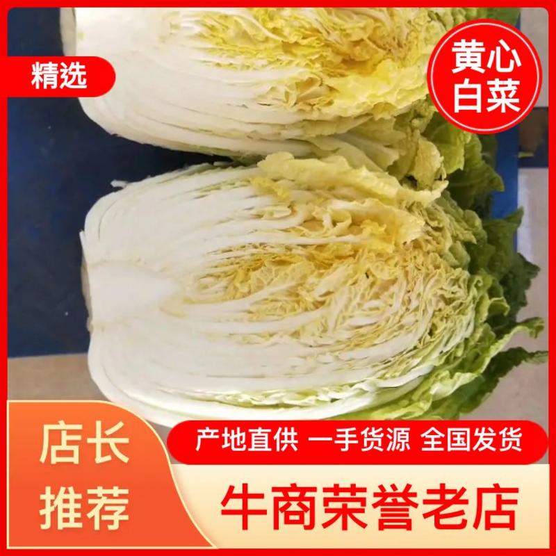 河南夏邑陆地大白菜，产地直质量三包。黄心白菜。