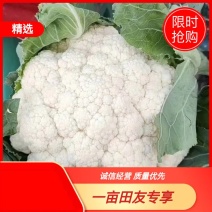 河北菜花产地，精品菜花～蔬菜批发货源充足质量保证诚信买卖