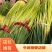 全国代发，红帽蒜苔，蒜薹，长60-80公分，价格随行就市