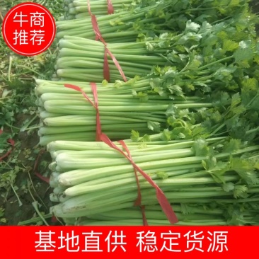 商丘夏邑县优质西芹色泽鲜亮口感清翠，产地供，诚信报价