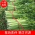 商丘夏邑县优质西芹色泽鲜亮口感清翠，产地供，诚信报价