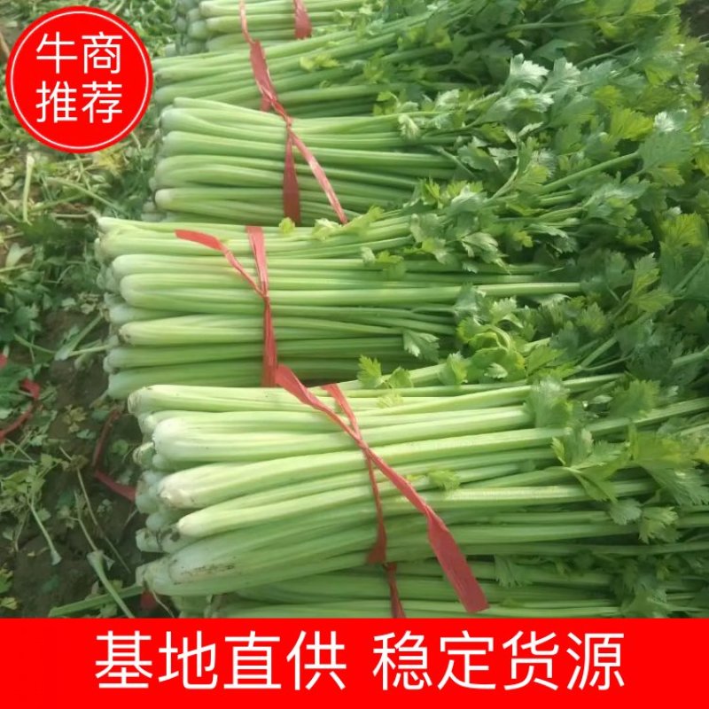 商丘夏邑县优质西芹色泽鲜亮口感清翠，产地供，诚信报价