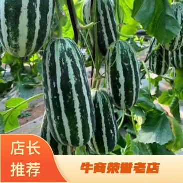 山东精品博洋九号甜瓜，标准泡沬箱十斤装一级贴标，供货。