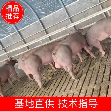 新美系杜洛克约克公猪，体型好生长速度快，全国各地包邮