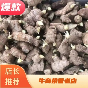 云南姜种优质小黄姜红土姜产地批发一手货源【全国发货】