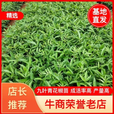 昭通花椒苗九叶青花椒杯苗，成活率高，产量大