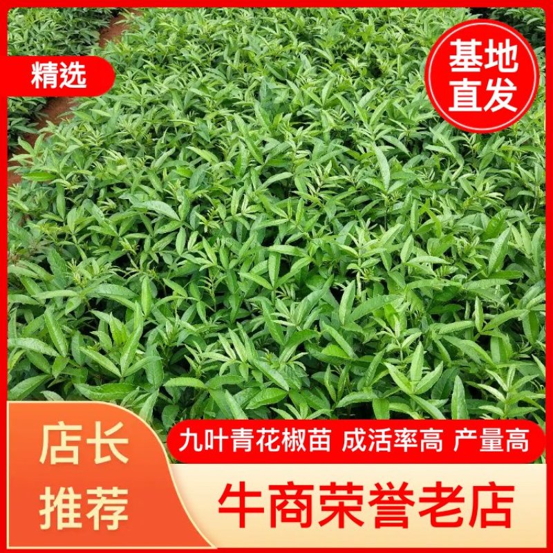 昭通花椒苗九叶青花椒杯苗，成活率高，产量大