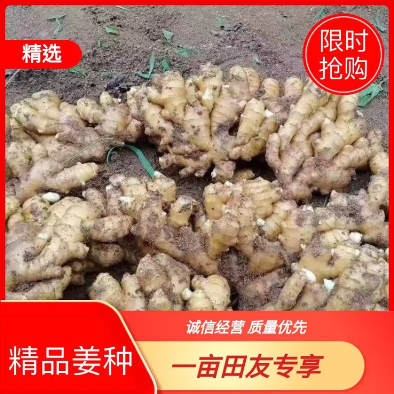 【江西】大小黄姜姜种基地直发诚信经营全国发货保证品质