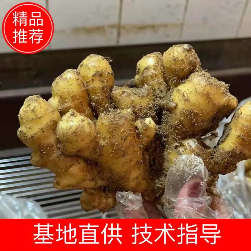 山东优质小黄姜支持一件代发，烂坏包陪，支持全国发货