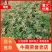 昭通大红袍花椒苗，根细好，成活高，一手货