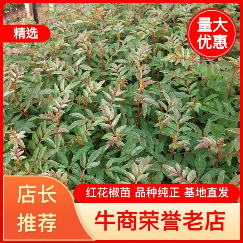 昭通大红袍花椒苗，根细好，成活高，一手货