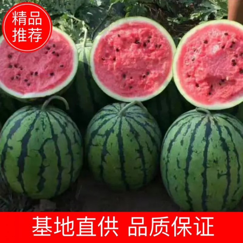 山东滨州甜王西瓜，一手货源，可大量供货，选购老板实地看货