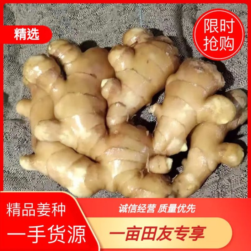 姜种基地直发货源充足产量高品质好欢迎实地看货全国发货
