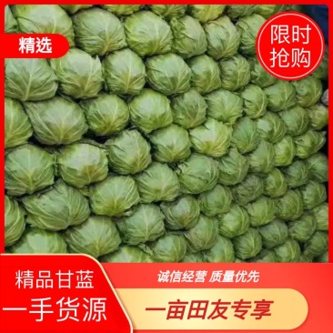 绿宣甘蓝，原产地大量现货供应中，欢迎新老客户前来采购！！