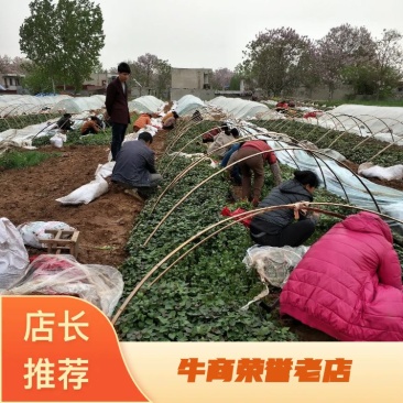 各种优质脱毒原种红薯苗，基地直供，河南省内支持线上交易