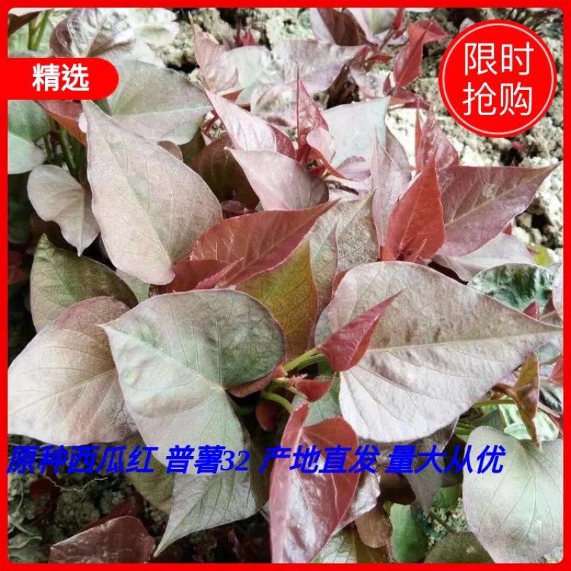脱毒原种西瓜红（普薯32）红薯苗，基地直供，支持线上交易