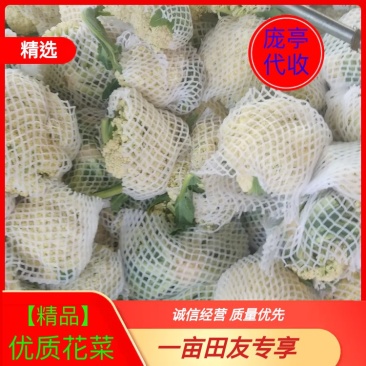 菜花上市，欢迎客户前来视察、咨询合作采购。
