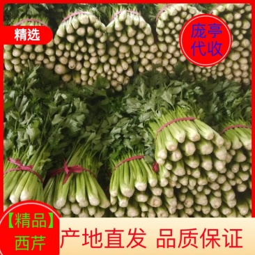 芹菜上市品种优，质量好，叶亮根白欢迎选购。