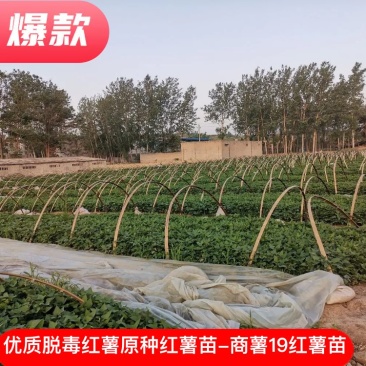 优质脱毒红薯原种红薯苗-商薯19红薯苗。基地直供