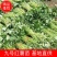 优质原种脱毒龙薯九号红薯苗25~35cm基地直供成活率高